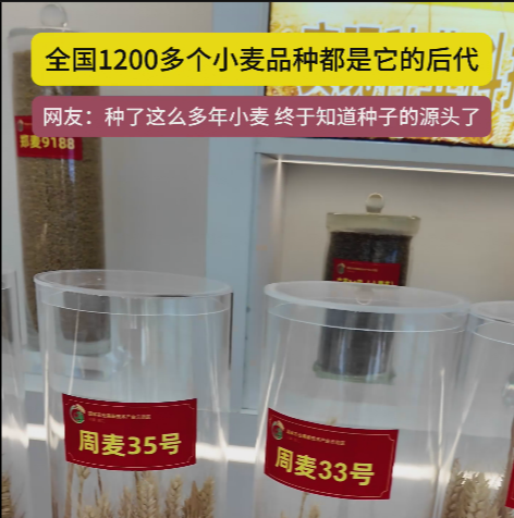 周口國家農高區(qū)展示的種子資源，全國1200多個小麥品種都是它的后代!