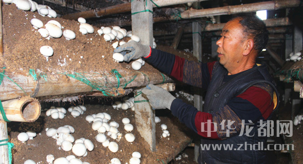 周口項(xiàng)城：食用菌種植基地內(nèi)，工人正在查看雙孢菇長(zhǎng)勢(shì)
